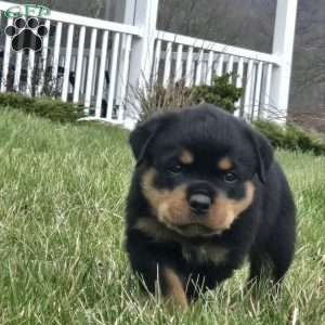 Miss Brooklyn, Rottweiler Puppy